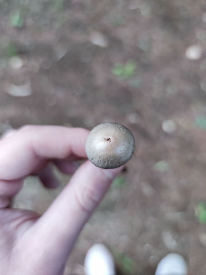 Identificazione di un fungo